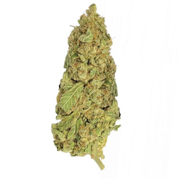 Mint chocolate chip strain aka mint strain is a hybrid weed available for free weed delivery in toronto and Free Mom canada