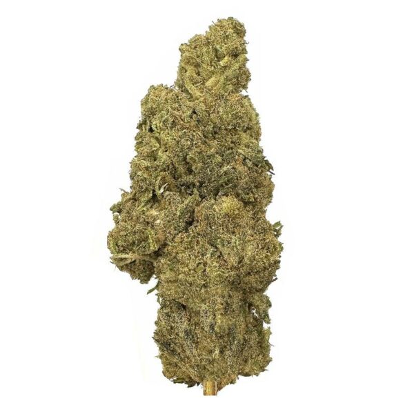 Blueberry Pie strain is an Indica dominant weed. available for weed delivery and mail order marijuana (Mom Canada)