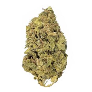Critical strain is a sativa dominant weed. available for weed delivery in north york and mail order marijuana ( MOM Canada)