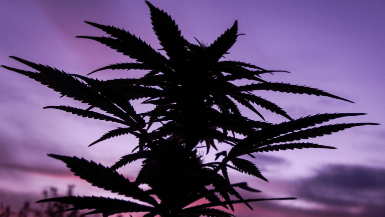 %Dispensary online% 26 Untitled design 17