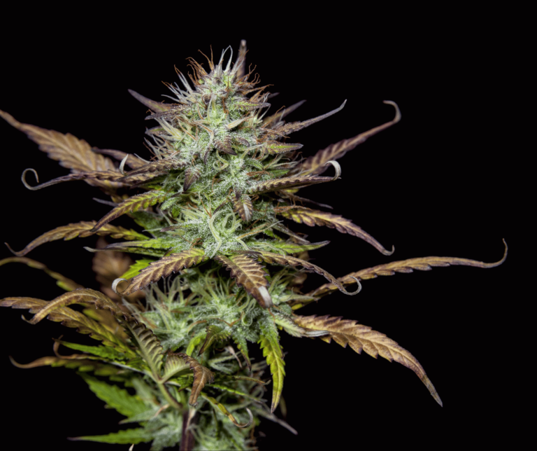 %Dispensary online% 24 Untitled design 2