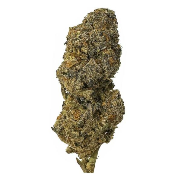 Close-up of Bacio Gelato Cannabis Buds - A Sweet and Balanced Hybrid Strain