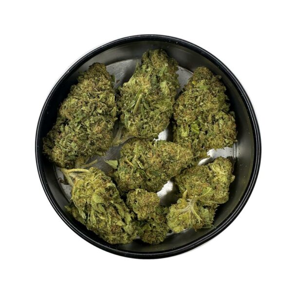 Raspberry diesel strain is a sativa dominant weed available for weed delivery in toronto and mail order marijuana