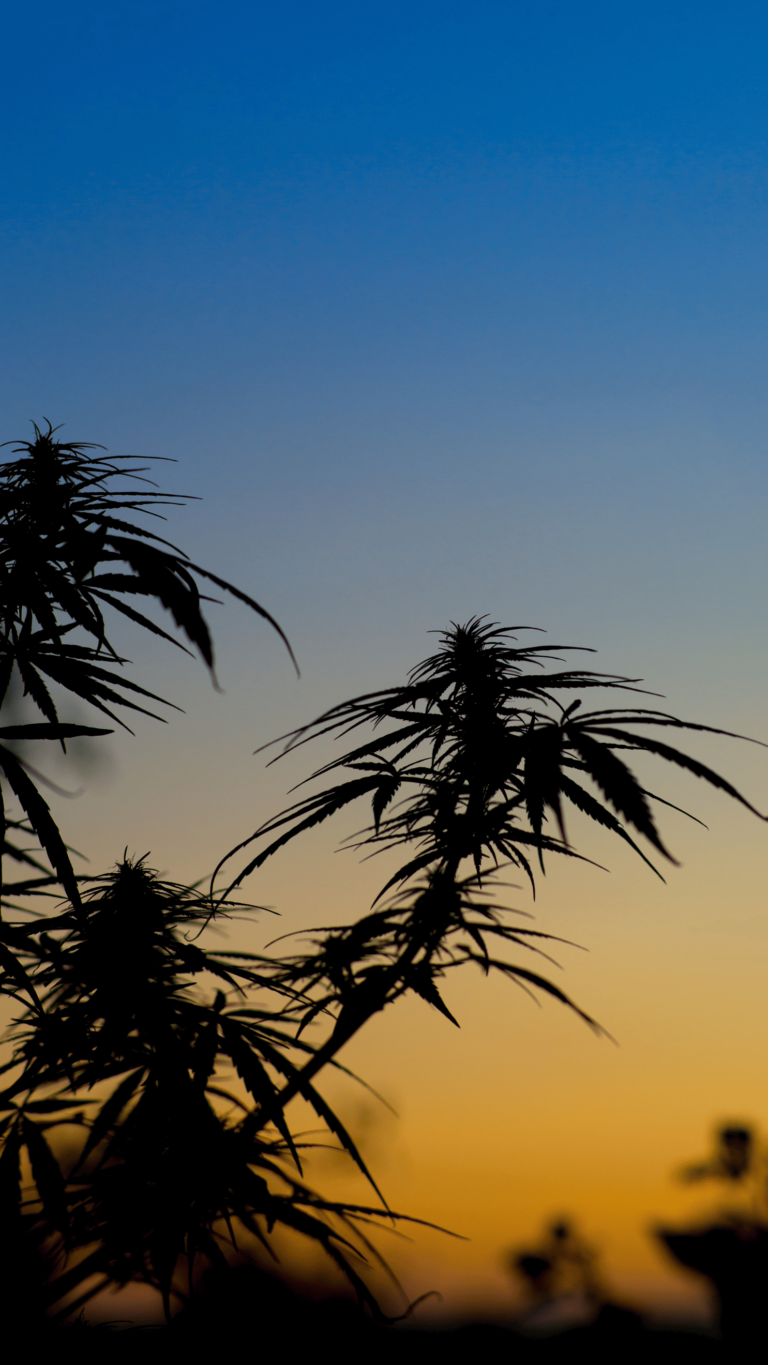 %Dispensary online% 25 Untitled design 26