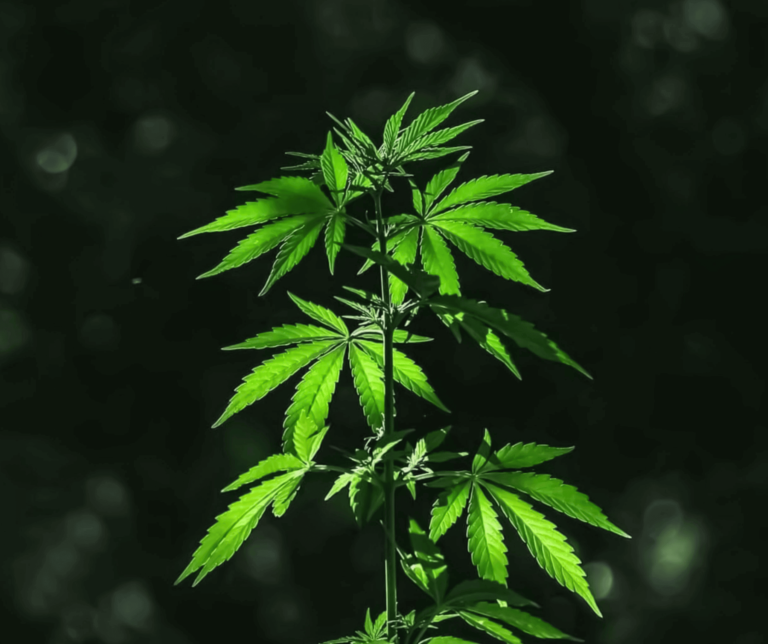 %Dispensary online% 23 Untitled design 5