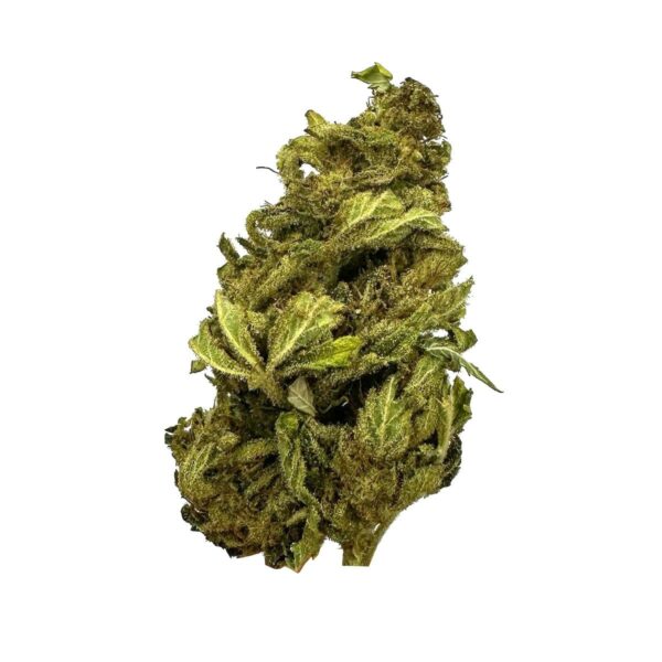 PCK cannabis plant with earthy and fruity aroma