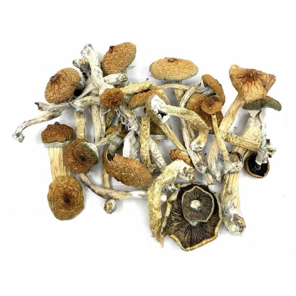 Dried Golden Teacher magic mushrooms showcasing their distinctive golden caps and twisted stems. Spore print of Golden Teacher psilocybin mushrooms, showing dark purplish-brown spores.​