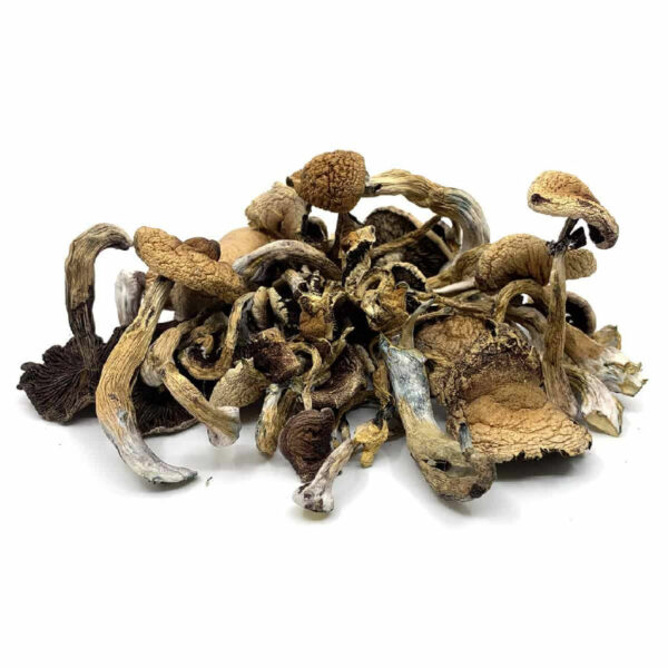 Close-up of Golden Teacher psilocybin mushrooms (Psilocybe cubensis) with golden-yellow caps and sturdy stems. Individual displaying a freshly harvested cluster of Golden Teacher psychedelic mushrooms.​