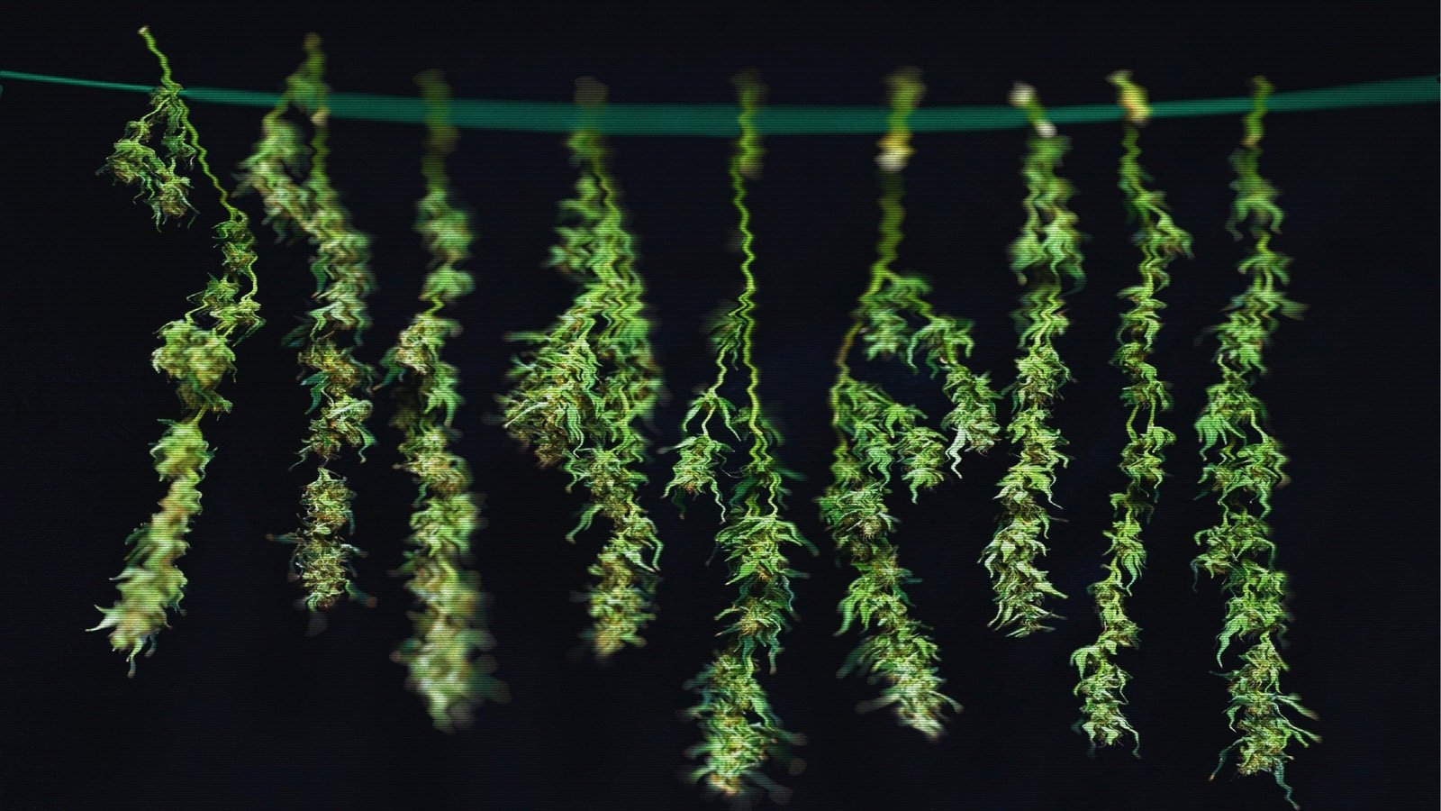 Kurupt's Moon rock AAAA+