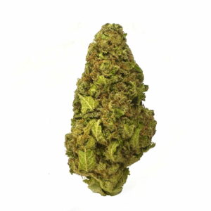 Jack Herer trichome-rich bud under soft light