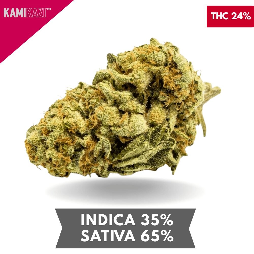 BC Big Bud AAA