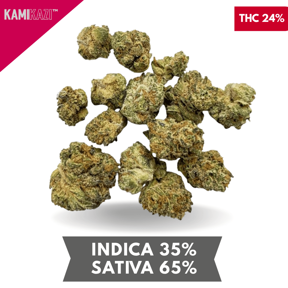 BC Big Bud Smalls AAA+